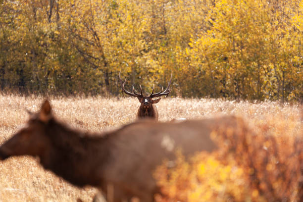 Bull elk with velvet antlers
