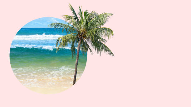 istock Palm tree growing on a tropical beach in a circle on pink background 2161414674