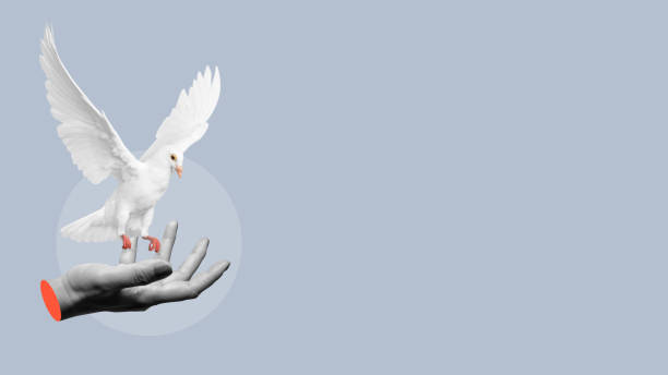 White dove landing on open hand symbolizing peace and hope