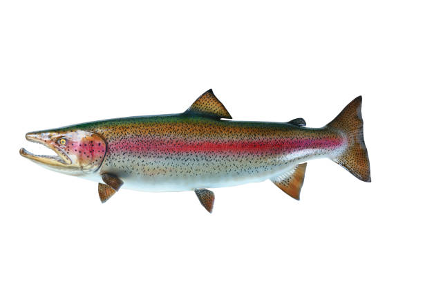 istock Colorful Trout salmon species isolated on a white background 2161415321