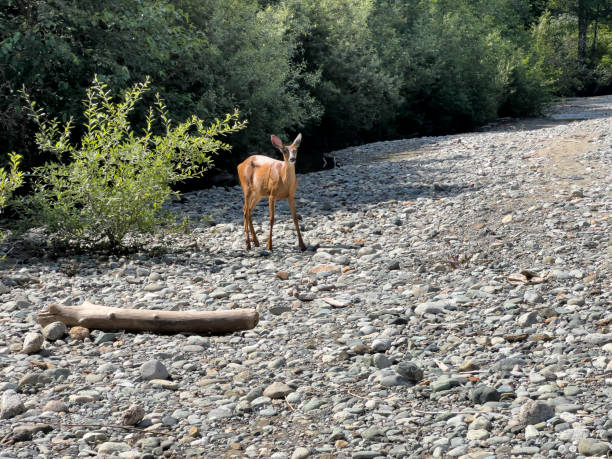 istock Female black tailed deer on dried riverbed 2161415358