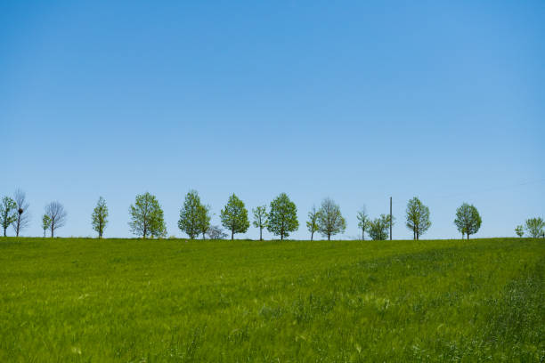 Spring landscape. Green fields and meadows with blue sky and white clouds.