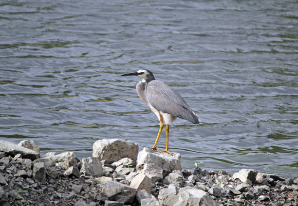 White-faced heron bird standing on a rock next to water