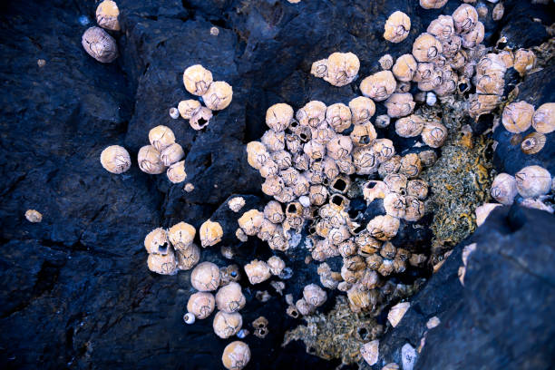 Small oyster Shell, Sea barnacles grow on the rocks, coastal headland.
