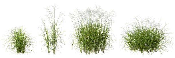 istock Cut out green grass field isolated on white backgrounds 3d rendering 2161417872