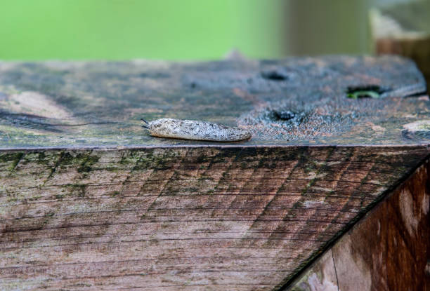 Slug on the fence