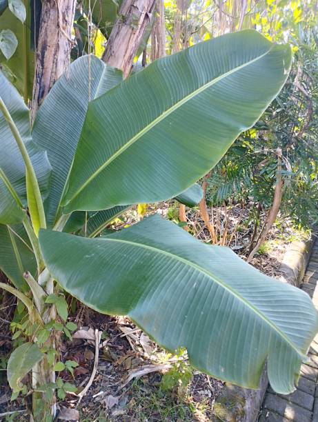 istock Banana tree and leaves 2161418413