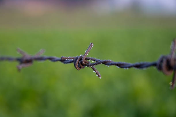 Barbed wire fence protecting the farm field.