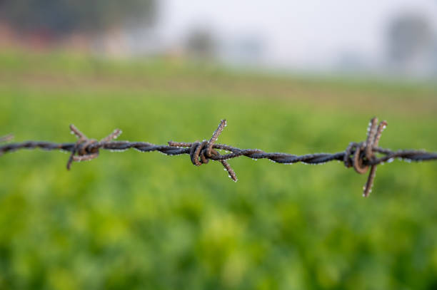 Barbed wire fence protecting the farm field.