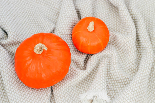istock Two yellow pumpkins on a gray warm blanket 2161423203