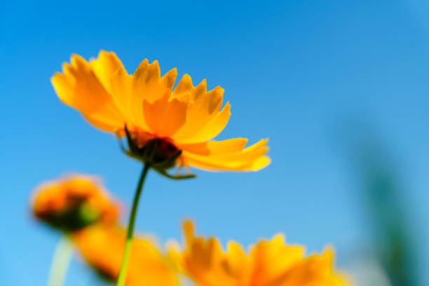 istock Yellow coreopsis basalis flower in sunlight 2161426561