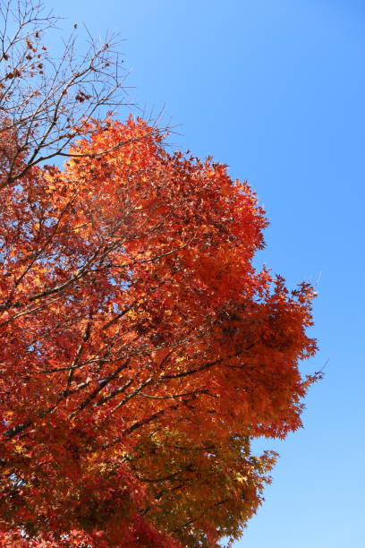 istock blue sky and orange colored leaves 2161430218