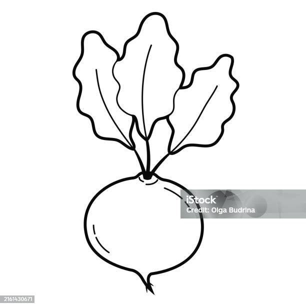 Betch Outline Beet Simple Outline Illustration Isolated On White Background Stock ...
