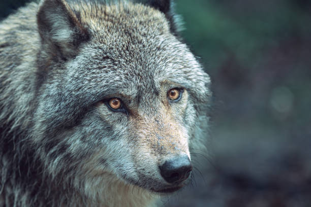 istock Gray wolf also known as timber wolf looking straight at you in the forest 2161432318