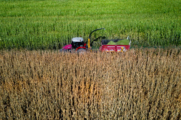 Corn harvest, people working with tractors and agricultural machinery, Silage is stored in silos for the feed needs of ruminant mammals such as cattle, sheep and goats, irrigated and modern agricultur cosecha de maíz, personas que trabajan con tractores y maquinaria agrícola, el ensilado se almacena en silos para las necesidades de alimentación de mamíferos rumiantes como ganado vacuno, ovino y caprino, agricultura de regadío y moderna