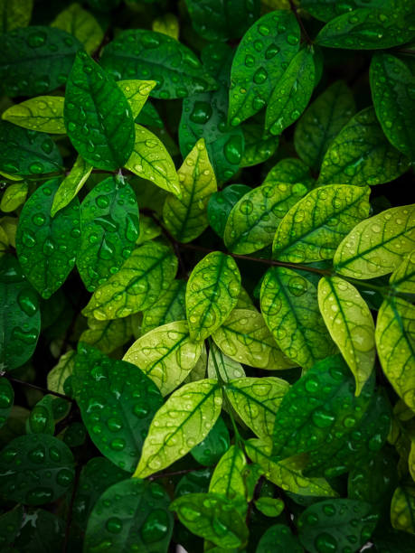 Rain drops on leaves background with green and yellow color on raining season.