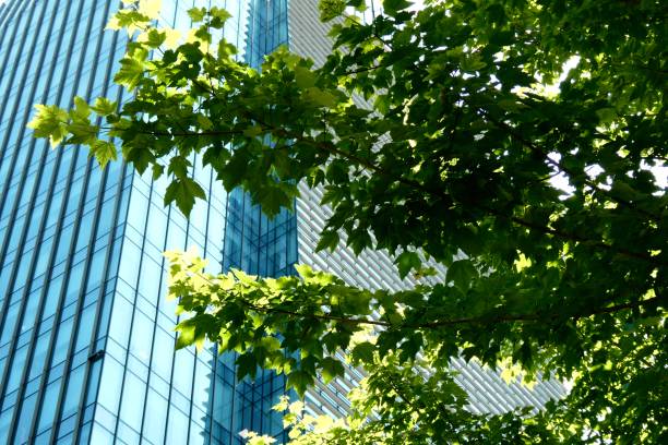 Skyscraper in Milan with trees in the foreground