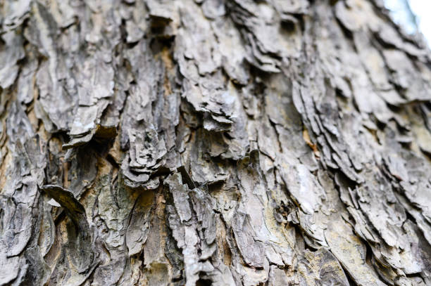 Texture of old tree bark. Natural treecreeper background