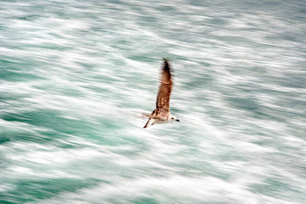 A seagull flying over the Bosphorus