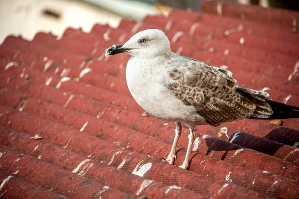 A seagull hovering over the roof in Istanbul