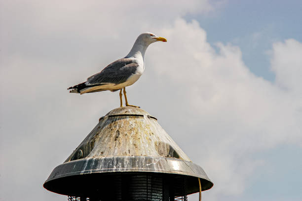 A seagull perched on a chimney in Istanbul