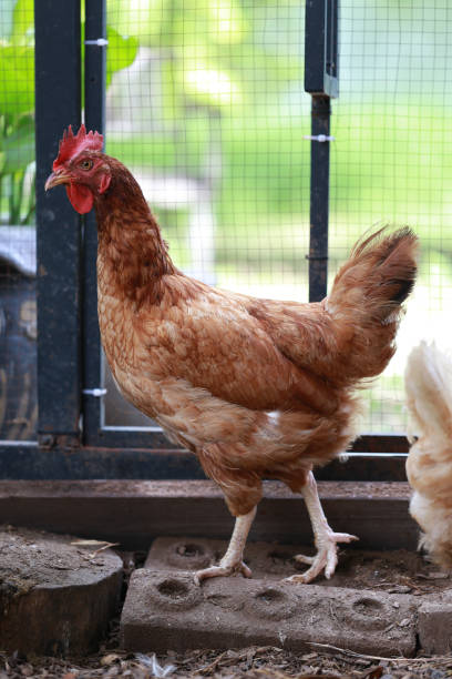 istock rhode island red chicken in local farm 2161435775