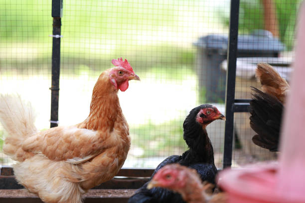 istock rhode island red chicken in local farm 2161435788