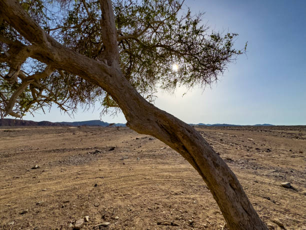 Acacia tree in the sahara desert in Egypt