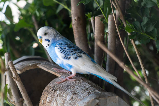 istock Vibrant Blue Budgerigar Perched on Wooden Log in Natural Setting 2161436546