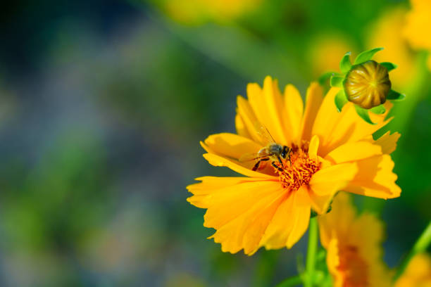 istock Yellow coreopsis basalis flower in  sunlight 2161436933