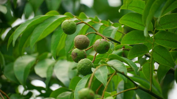 istock Close-up of Dracontomelon duperreanum fruit
 on the tree 2161438008