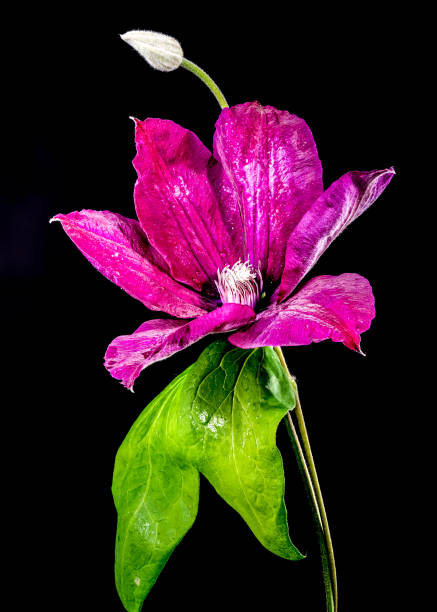 Beautiful Blooming red clemantis flower isolated on a black background. Flower head close-up.
