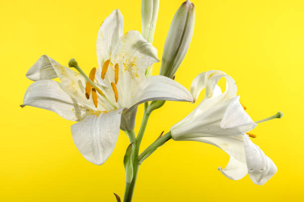 istock Blooming white lily on a yellow background 2161438651