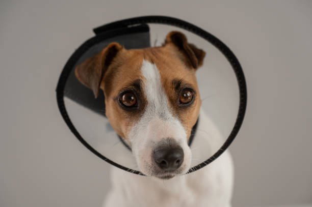 istock Jack Russell Terrier dog in a veterinary collar against scratching. 2161439315