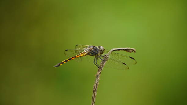 istock Close-up of dragonfly perched on a tree 2161439391