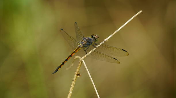 istock Close-up of dragonfly perched on a tree 2161439481