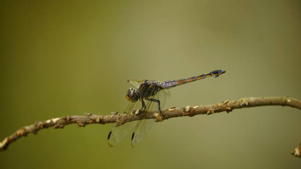 istock Close-up of dragonfly perched on a tree 2161439489