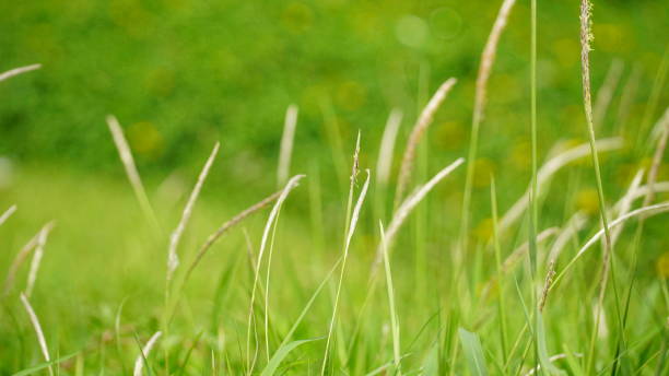 istock Wild natural grass field background 2161440872