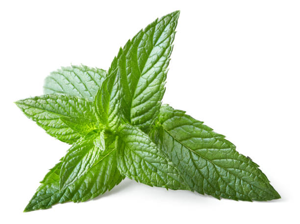 istock Fresh mint leaves isolated on white background. clipping path 2161441719