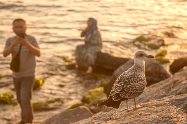 İstanbul Turkey, July 09 2024: Seagull resting by the Bosphorus, İstanbul Turkey