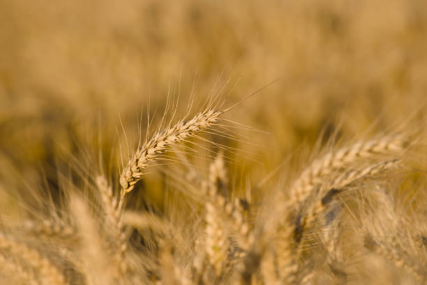 istock ripe ear of rye 2161444077