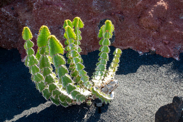 Texas Barrel Cactus, Hamatocactus setispinus also known as Devil's-Head Cactus with fresh yellow flowers.  This is an popular plant in parks on the dry Canary island Lanzarote