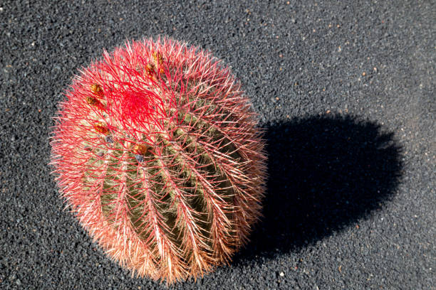 Various shapes, colors and sizes of the cactuses and succulents in the Cactus Garden, created by Cesar Manrique. Guatiza, Lanzarote, Canary Islands, Spain.