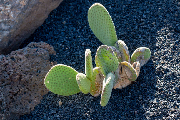 Various shapes, colors and sizes of the cactuses and succulents in the Cactus Garden, created by Cesar Manrique. Guatiza, Lanzarote, Canary Islands, Spain.