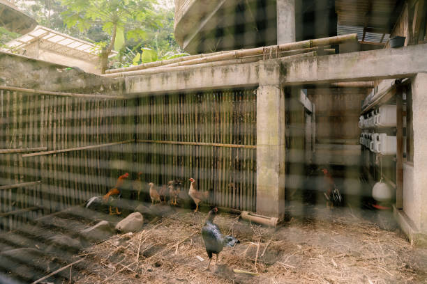Eco-Friendly Sustainable Accommodation and Permaculture Garden Experience in Yogyakarta, Indonesia