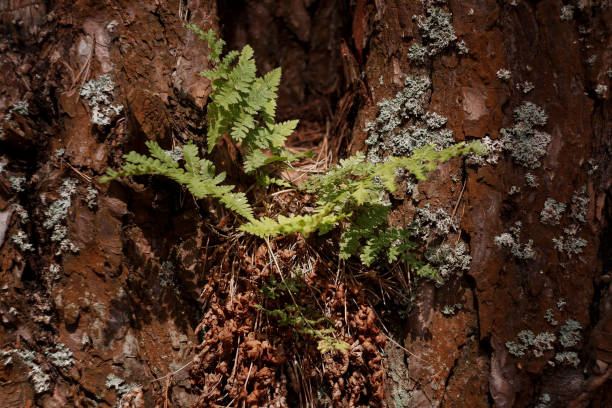 istock A small plant is emerging from the trunk of a tree 2161447839