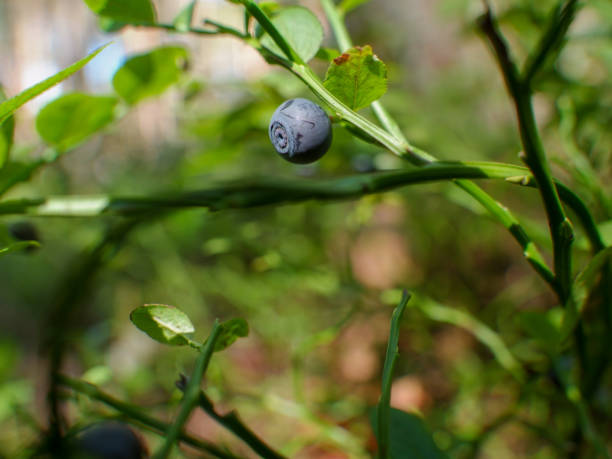 A detailed view of a blueberry developing on a plant