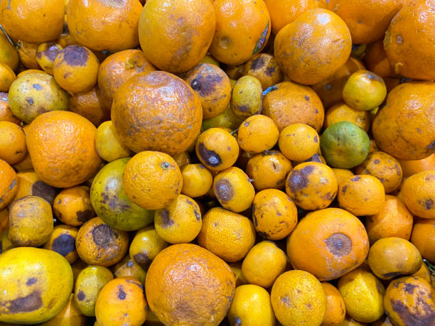 istock unsellable rotten orange in fruit store 2161448356