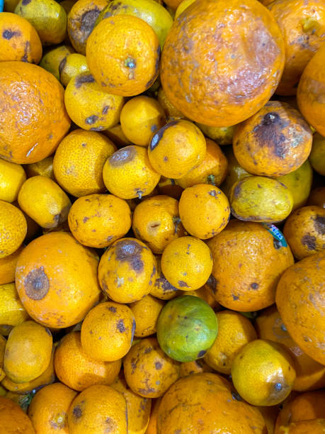 istock unsellable rotten orange in fruit store 2161448358