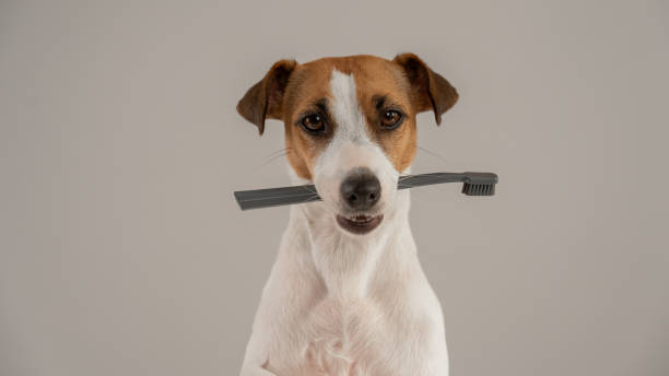 istock Jack Russell Terrier dog holds a toothbrush in his teeth. 2161449189